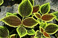 Pilea involucrata