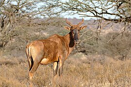 Parc national de Mokala, Afrique du Sud.