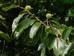 Castanea sativa