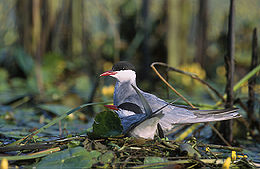 Chlidonias hybrida 1 (Marek Szczepanek).jpg