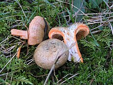 Eglyninė rudmėsė (Lactarius deterrimus)