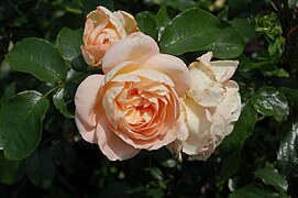 'Marie Antoinette', Tantau 2003