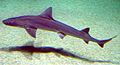 Common smooth-hound