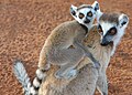 Berenty Natural Reserve, Madagascar