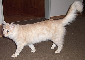 Turkish Angora