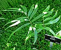 Hondūrinė zamija (Zamia standleyi)