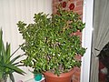 Crassula ovata