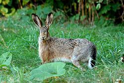 Europæisk hare (Lepus europaeus)