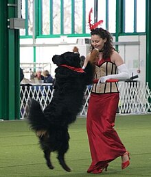 A competitor with a black dog of unknown breed doing their routine at the heelwork to music show at Stoneleigh.