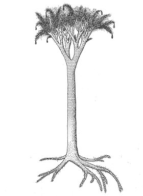 Reconstrução de uma espécie de lepidophloios