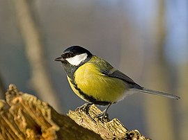 Koolmeze (Parus major)