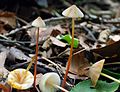 Mycena crocata