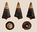 Horn snail