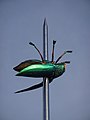 Het kunstwerk "Totem" op het Ladeuzeplein in Leuven bestaat uit een 23 m hoge naald met daarop een kever (van de familie Buprestidae) geprikt, als ware het een deel van een entomologische collectie, 450x uitvergroot