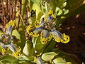 Ferraria uncinata