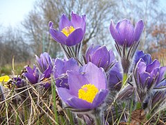 Floarea paștelui (Pulsatilla alpina)