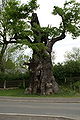 Roble alemán, en Noebdenitz.