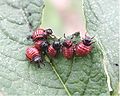 Potetbillelarver spiser et av bladene til planten