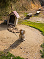 合成樹脂などでできている市販品の犬小屋（日本）。切妻屋根タイプ。犬小屋の出入口の上に「ウィニー」と表札が掲げてある。