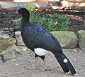 Northern helmeted curassow