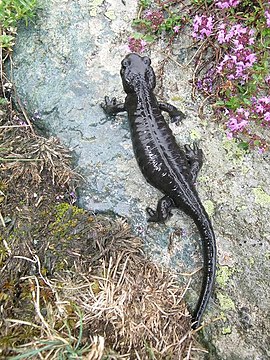 Salamandra lanzai