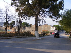 Arbre au milieu de la rue (Mexique)