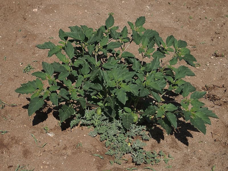 File:Datura leichhardtii.jpg