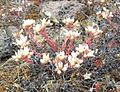 Dudleya nesiotica