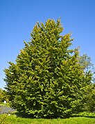 Fag (Fagus sylvatica)