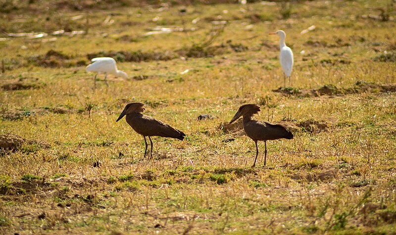 File:Hamerkop.jpg