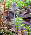 Mycena urania