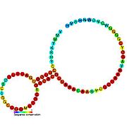 SAM-II riboswitch: Secondary structure for the riboswitch marked up by sequence conservation. Family RF00521.