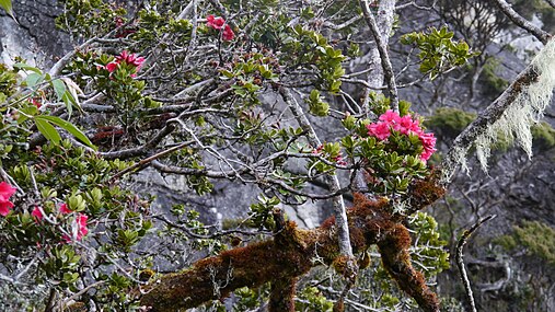 Rhododendron rugosum à Bornéo.