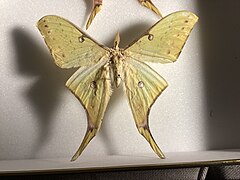 Actias angulocaudata male