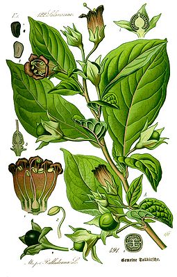 Belladonna (Atropa belladonna), tiaknang