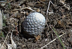 Description de l'image Mammillaria albiflora .jpg.