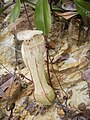 Nepenthes eustachya