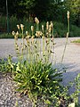 Plantago lanceolata