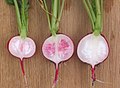 Spongy radishes