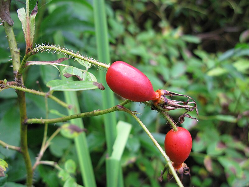 File:Rosa acicularis 2.JPG