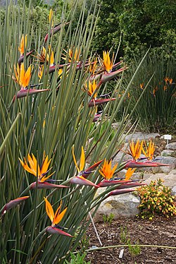 Strelitzia juncea