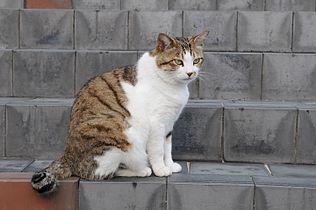 Brown tabby and white cats