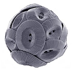 Coccolithus pelagicus