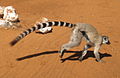 Berenty Natural Reserve, Madagascar