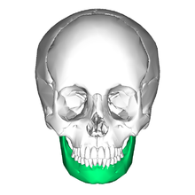 Mandible anterior.png