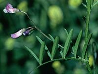 Vicia tetrasperma