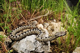 Viperă cu corn (Vipera ammodytes)