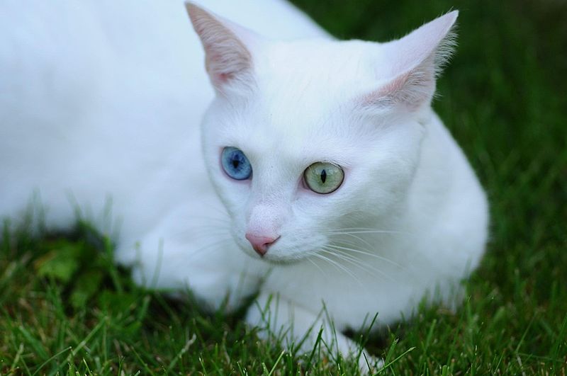 File:Chat Blanc Yeux Vairons.jpg