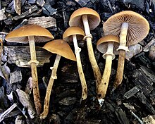 Conocybe rugosa (Peck) Watling 944497.jpg