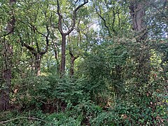 Pădure de stejar pufos (Quercus pubescens)